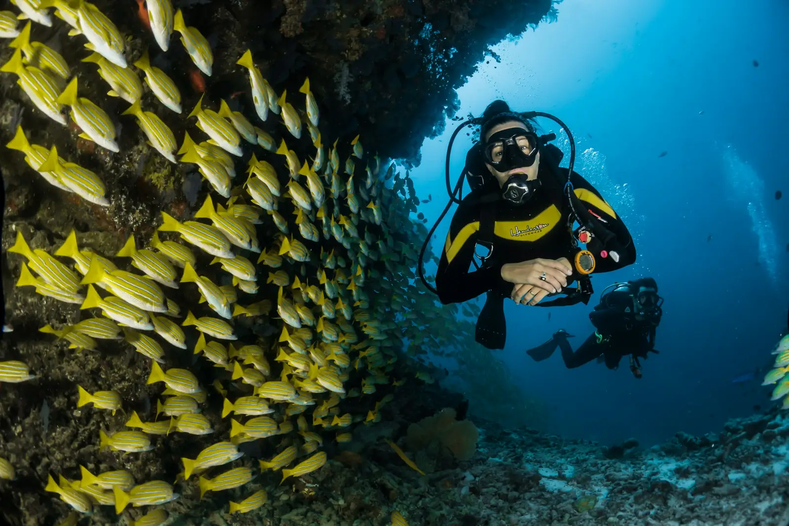 A diver among a school of yellow fish