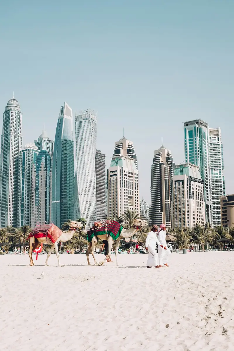 Camels on a Dubai beach